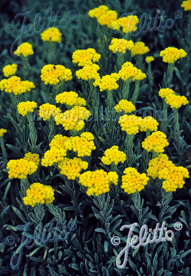 HELICHRYSUM thianshanicum cca.20 semien
